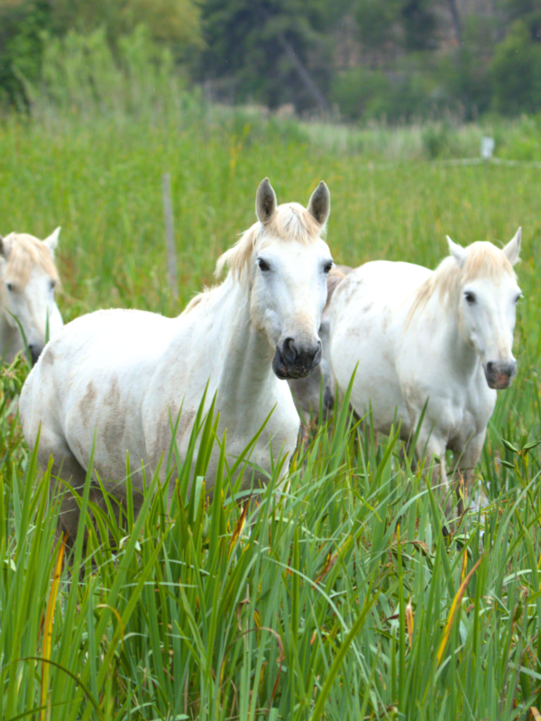 Cavalls de la Camarga 1